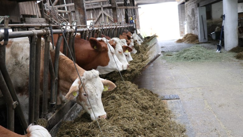 Cows eating, © Fam. Büchinger