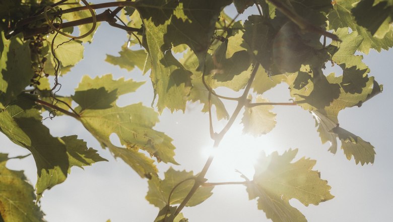 Sunlight shines through vine leaves in a vineyard.