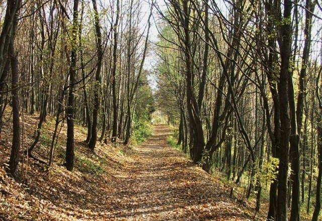 A forest path in the Vienna Woods, lined with trees covered in autumn leaves.