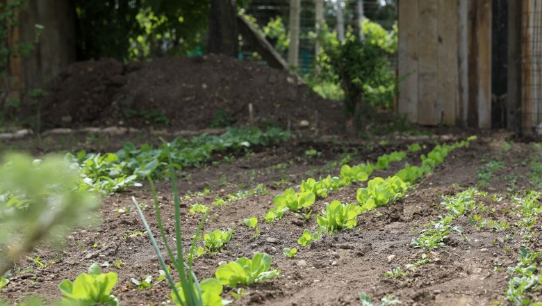 Heart store Petronell-Carnuntum, Beet, &copy; Katharina Schiffl