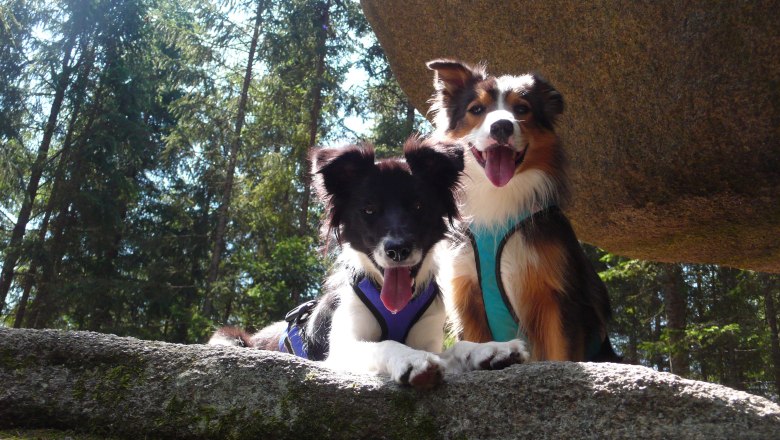 Hiking with a dog in Heidenreichstein, © Anita Ericson