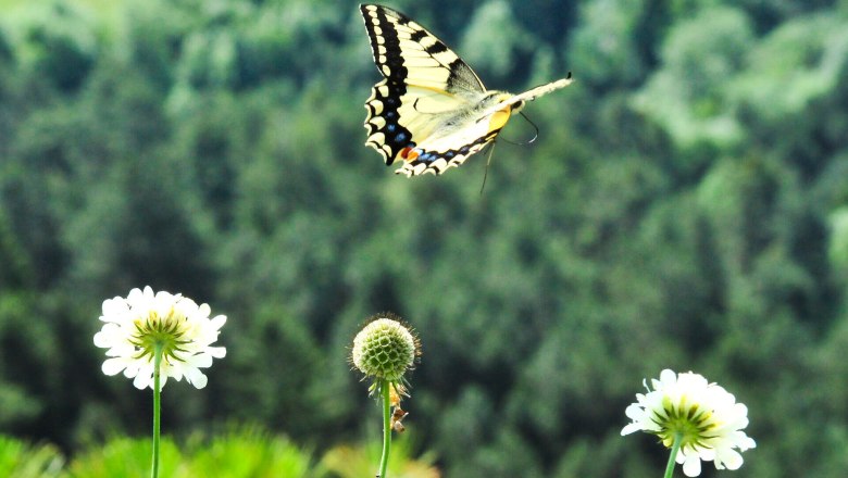 A butterfly flies over white flowers in front of a blurred forest background.