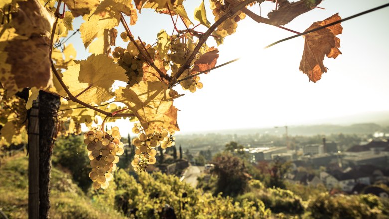 In the vineyard, &copy; Ideenladen Krems