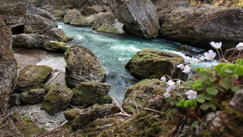 A clear river flows through a rocky gorge with moss-covered stones and blooming flowers in the foreground.