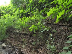 Weidenspreitanlage_Staudenkn&ouml;terich, &copy; Wienerwald Tourismus GmbH / P.Lechner