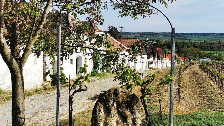 Vineyards and cellar houses in Haugsdorf, Austria.
