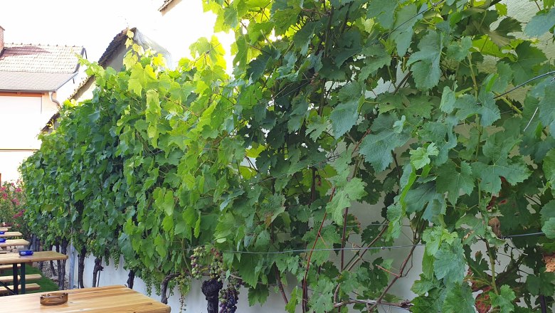 Winery & wine tavern Steurer, Haslau/Danube, © Donau Niederösterreich