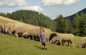 The sheep mow the meadows in the Vienna Alps, © Althammerhof