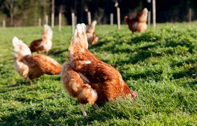 Chickens on a green meadow.