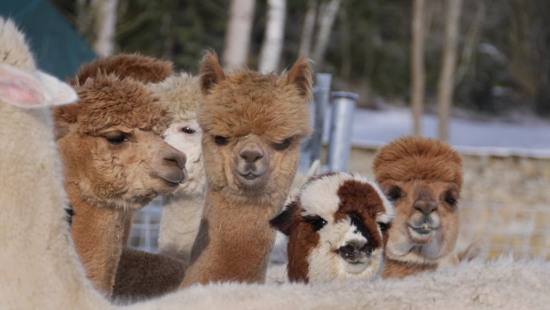Alpacas, &copy; Manada de Sana