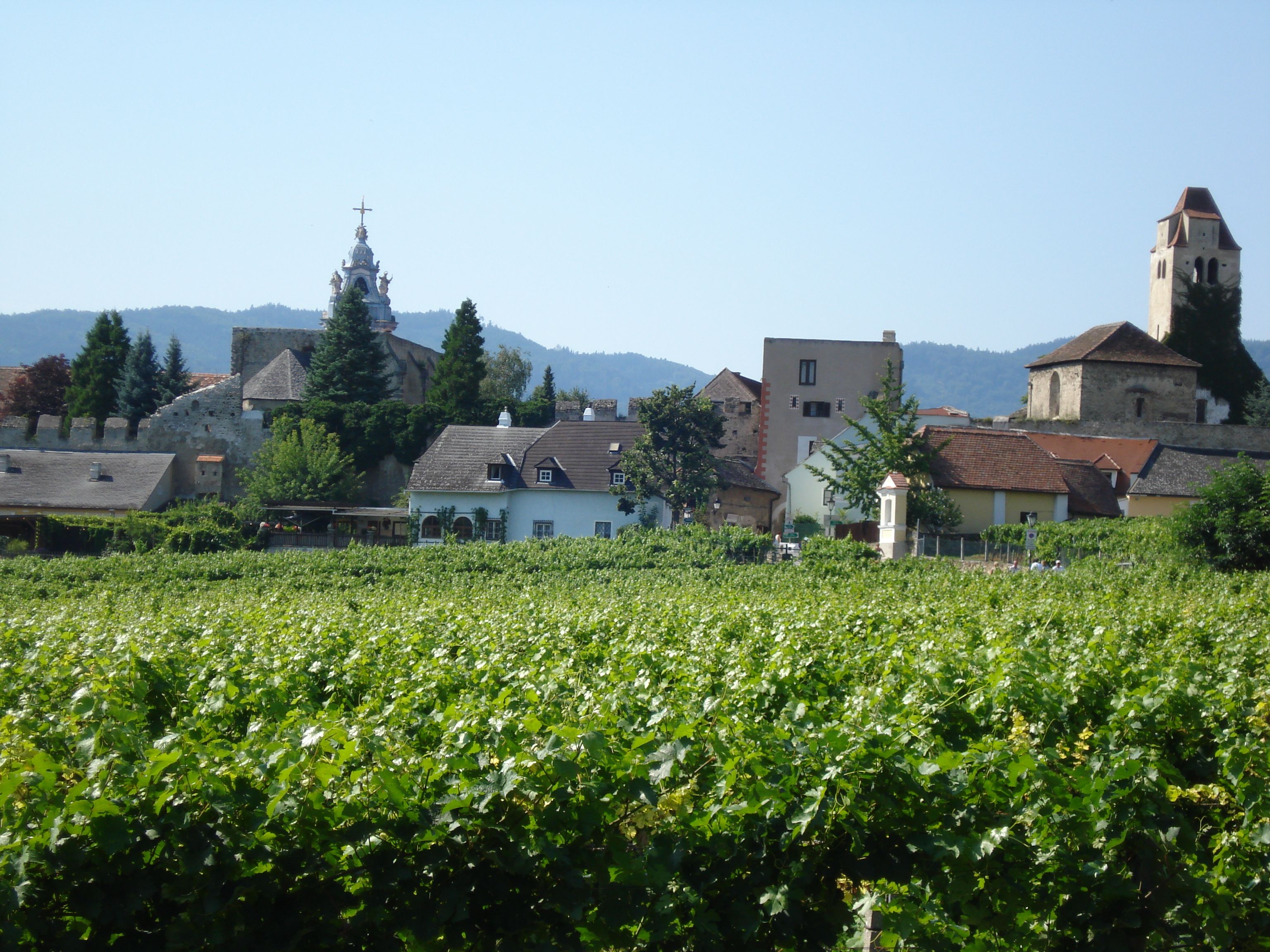 Vineyards against a picturesque village backdrop with a church and old buildings.