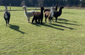 Our alpacas and llamas, © ALZV-Rudolf Bauer, MBA