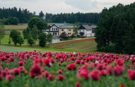 A farm in the Waldviertel, surrounded by blossoming poppy fields and forests.