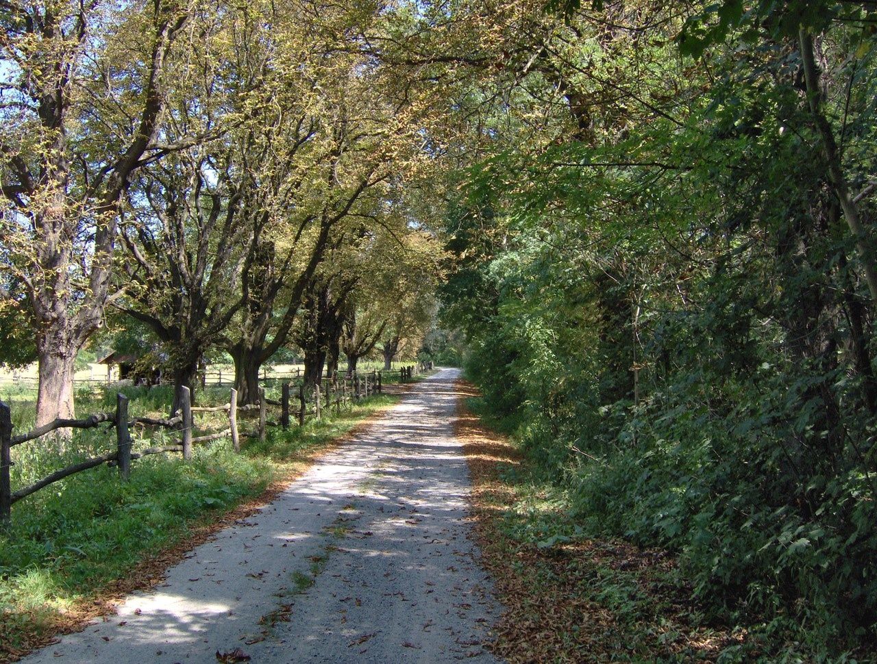 Local walk Eckartsau, path through the Au forest