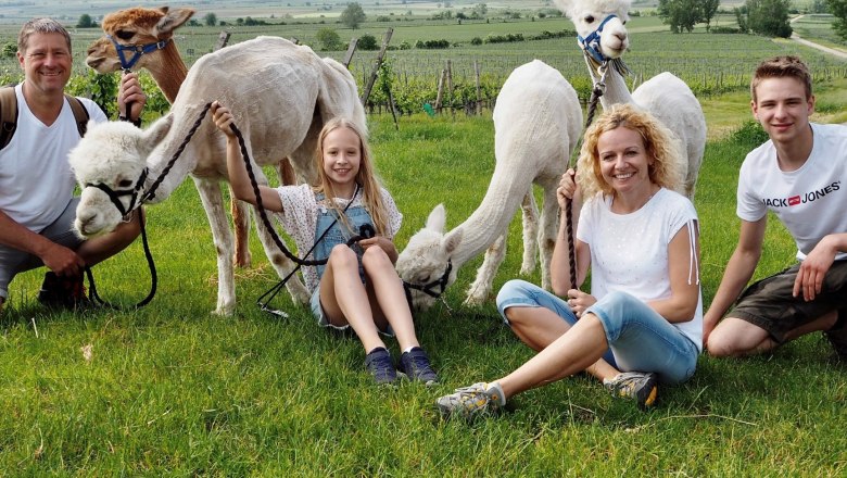Kamp Valley ("Kamptal" in German) alpacas, &copy; Kamptal Alpakas, Herr Popp