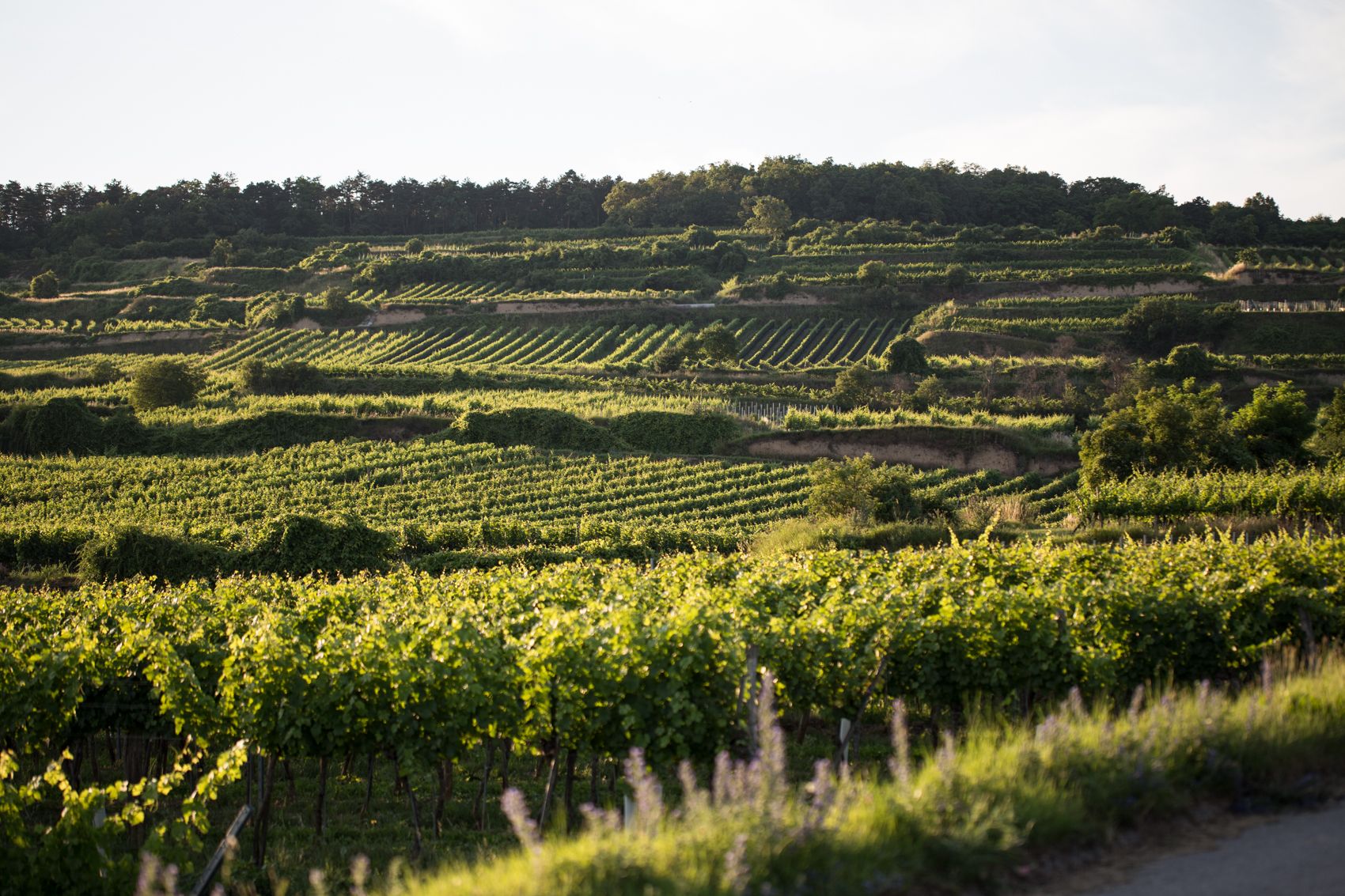 Eder Winery