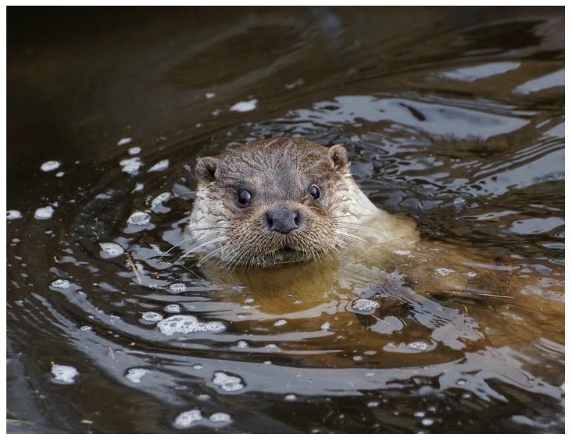 An otter swims in the water, only the head is visible.