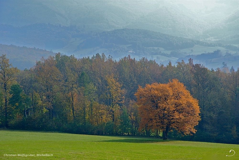 Service tree in fall dress