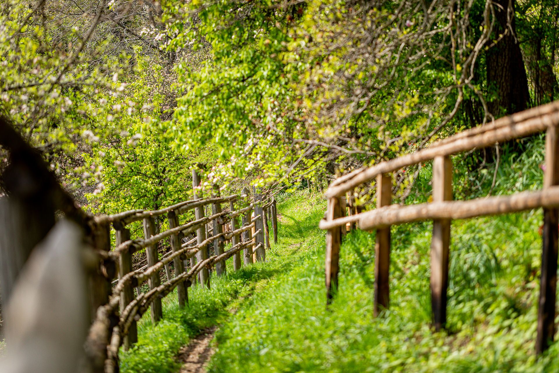 Narrow path lined with wooden fences on a green meadow surrounded by trees. 