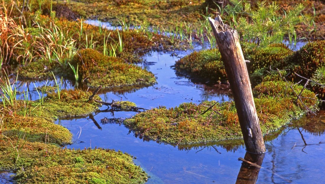High moor in the Heidenreichstein Moor Nature Park