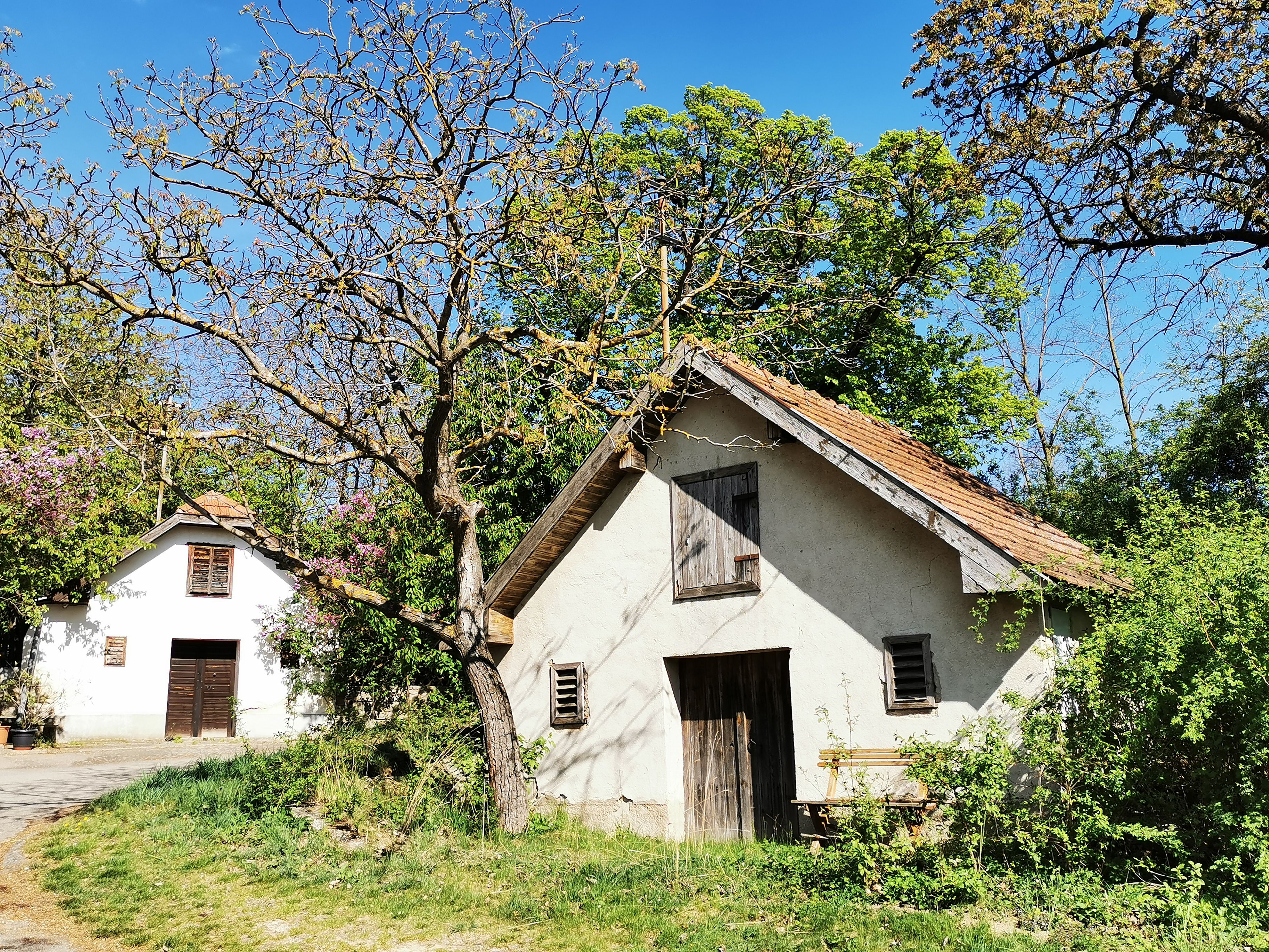 Two small, traditional wine cellars in a green setting with blossoming trees and blue skies.