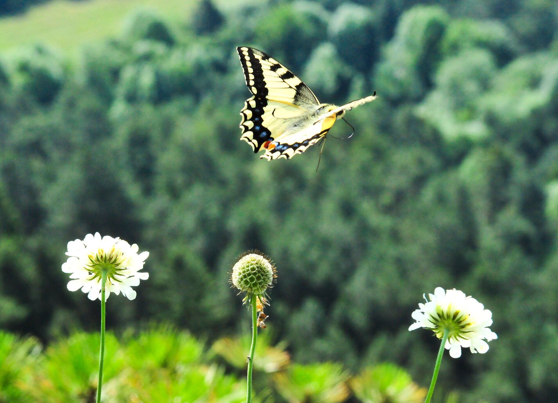A butterfly flies over white flowers in front of a blurred forest background.