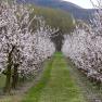 Blooming apricot trees in a row with a green grass path in between.