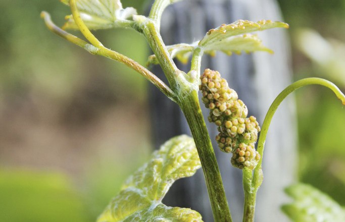 Close-up of a grapevine with young leaves and grape clusters.
