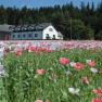 Organic farm with poppy field, &copy; Biohof Stark