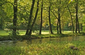 A quiet stream flows through a green forest in the Wiener Neustadt Academy Park.