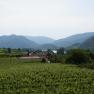 Vineyards with river and mountains in the background.