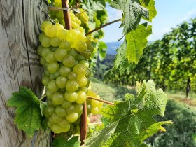 Weinpanorama, &copy; Vino Versum