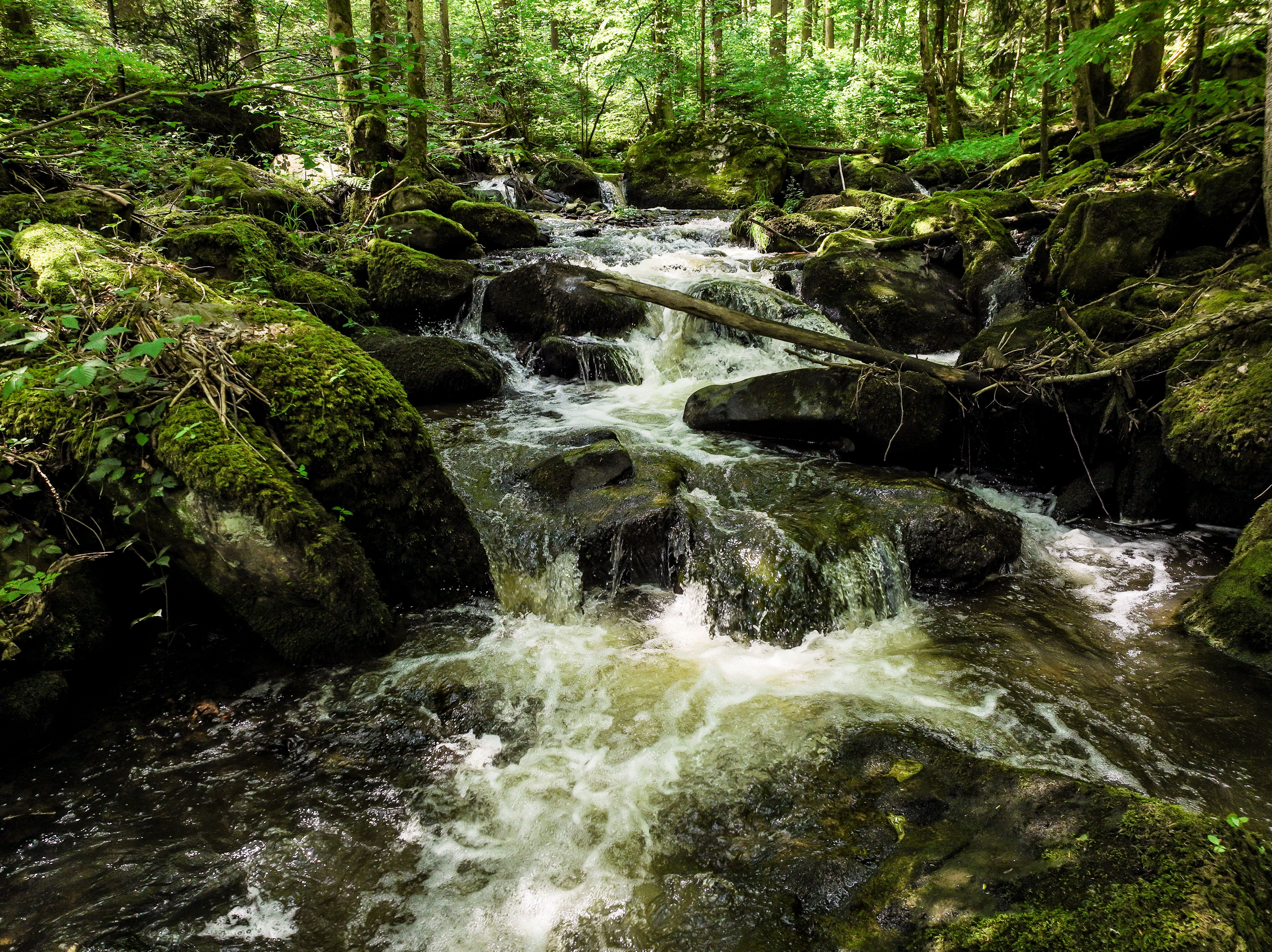 The rushing Schwarzaubach stream with moss-covered banks