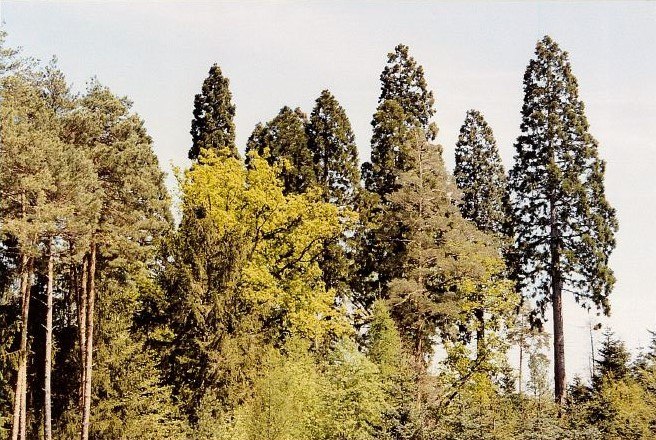 Redwood trees in Paudorf, © Gebhard Sommerauer
