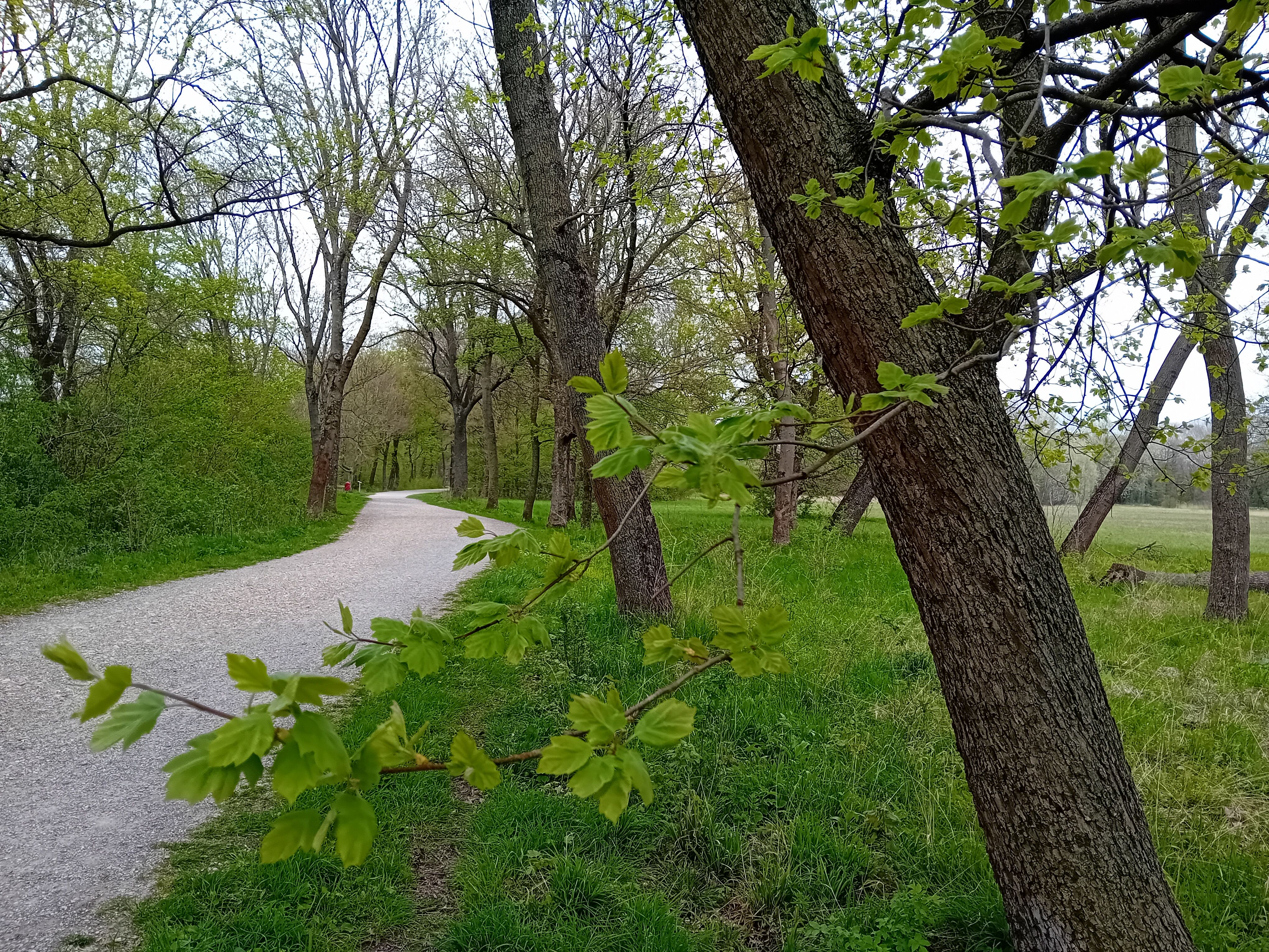 Path through the park