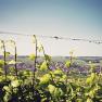 View over vineyards to the village of Schrattenberg in a hilly landscape.