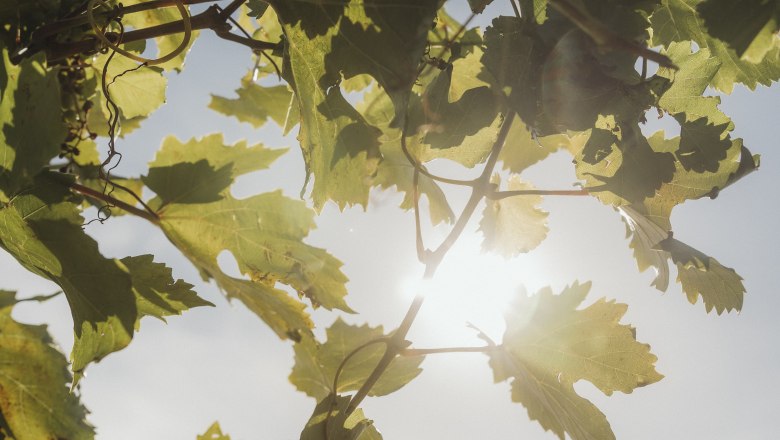 Sunlight shines through vine leaves in a vineyard.