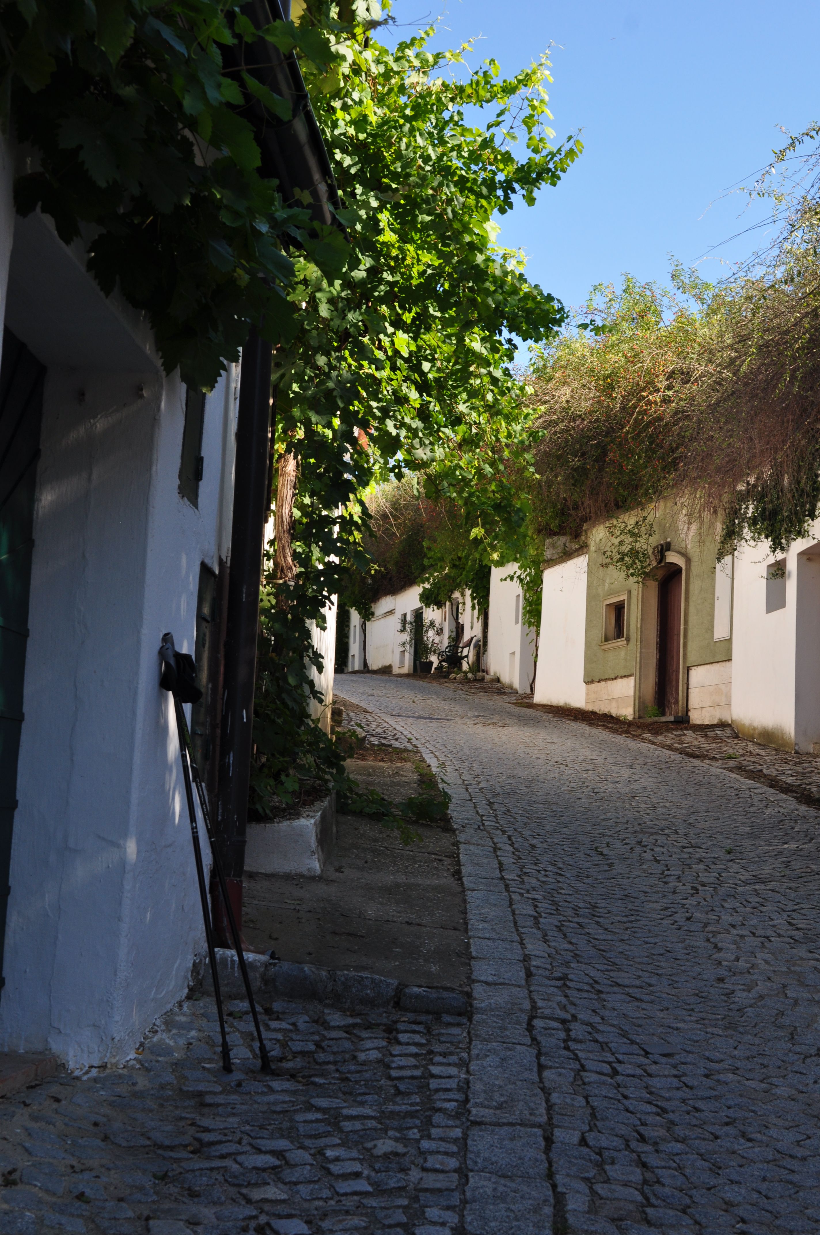 Cobblestone street in a wine cellar lane with vines and white buildings.