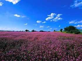 Blühendes Feld, © Johannes Heißenberger