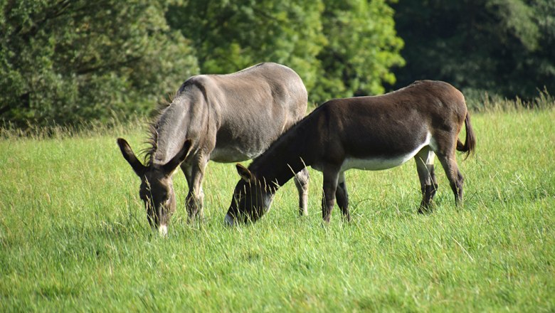 Donkeys at the Esperanza farm, &copy; Mag.a Martina Kotzina, Esperanza- Zentrum f&uuml;r tierunterst&uuml;tzte P&auml;dagogik
