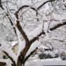 A snow-covered tree in winter with bare branches and snow on the ground.
