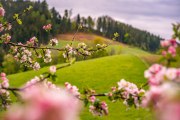 Bild Frühling in der Buckligen Welt, © Wiener Alpen/Luckerbauer - Flotoanker