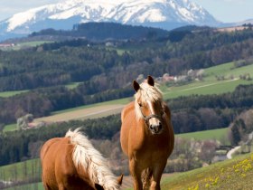 Lindenhof Krumbach, &copy; Wiener Alpen in Nieder&ouml;sterreich