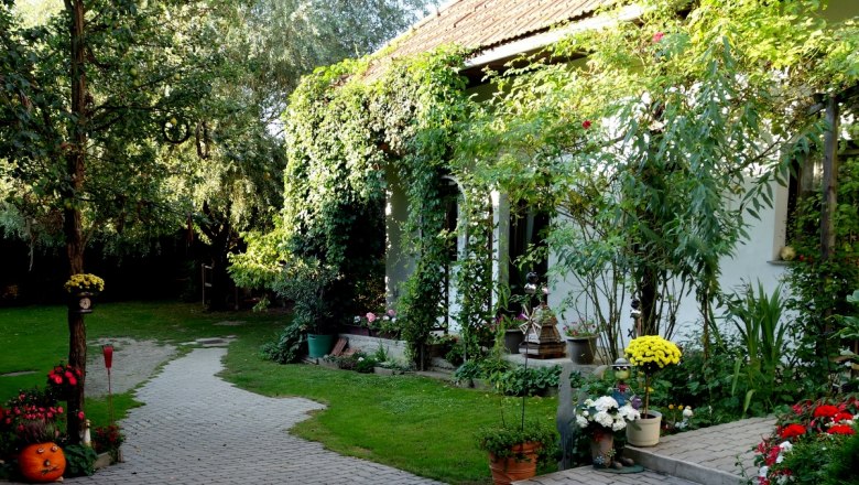 A green courtyard with plants, trees and a paved path.