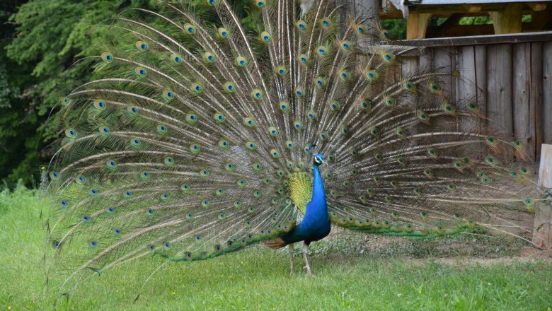 A peacock with its plumage spread out stands on a meadow in front of a wooden fence.