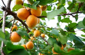 Ripe apricots on the tree, &copy; Steve Haider