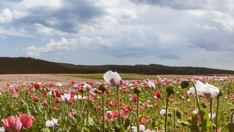 Poppy village Armschlag in Waldviertel, © Niederösterreich-Werbung/ M. Liebert