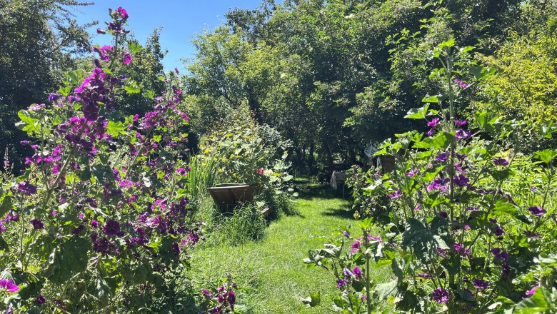 A blooming garden with purple flowers and green trees under a clear blue sky.