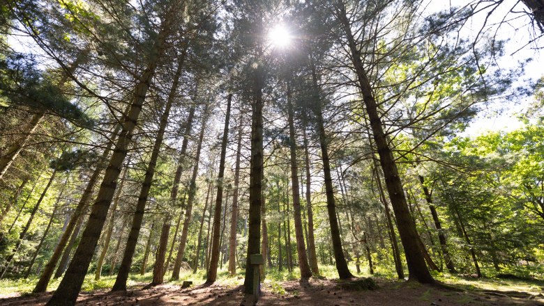 Sunlight shines through tall trees in a forest.