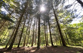 Sunlight shines through tall trees in a forest.